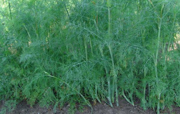 Cultiver de l'aneth