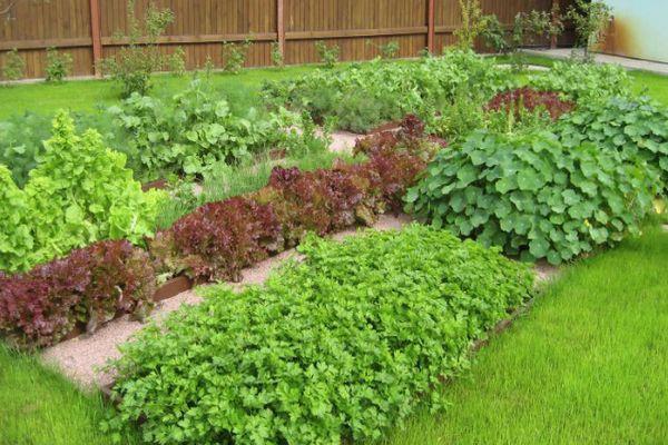 การเจริญเติบโตในสวน