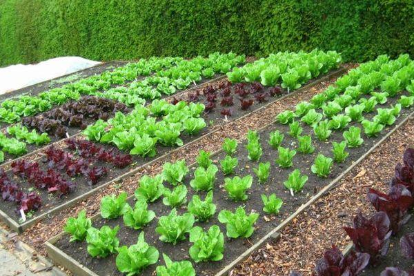 สวนผักที่บ้านพัก