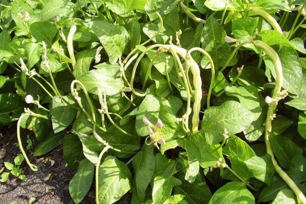 แปลงปลูกถั่ว