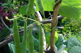 การปลูกถั่ว