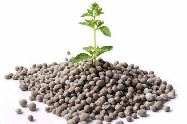 ปุ๋ยไดอามโมฟอสก้า