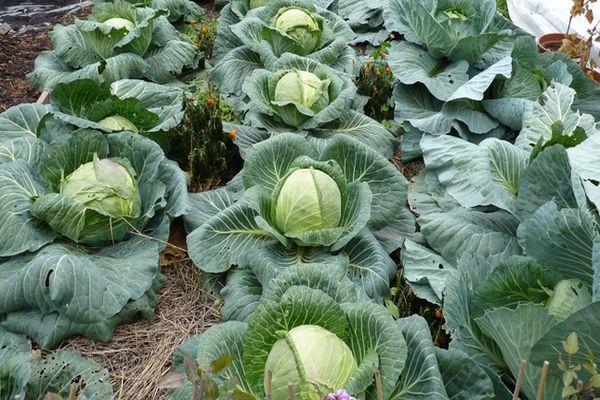 การปลูกกะหล่ำปลี