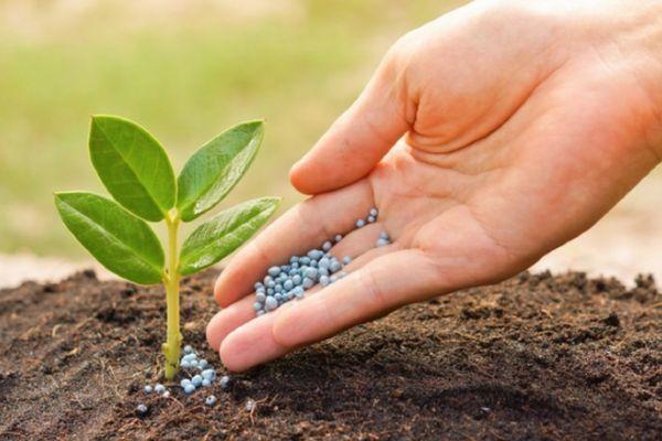 การใส่ปุ๋ยพืช