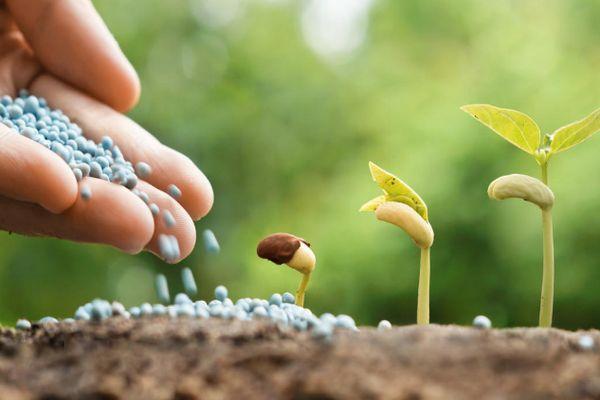 การให้อาหารพืชตระกูลถั่ว