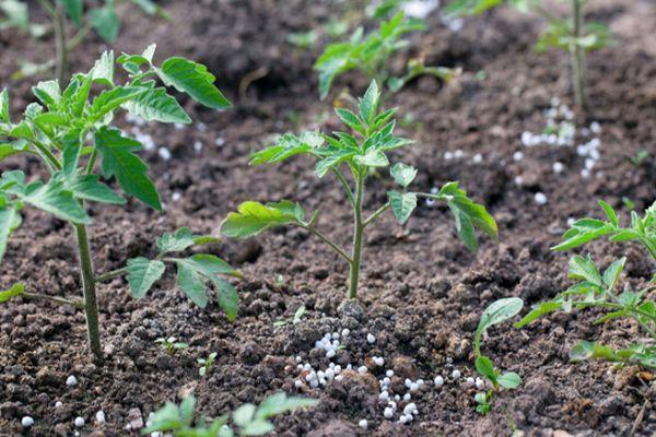 การใส่ปุ๋ยมะเขือเทศ