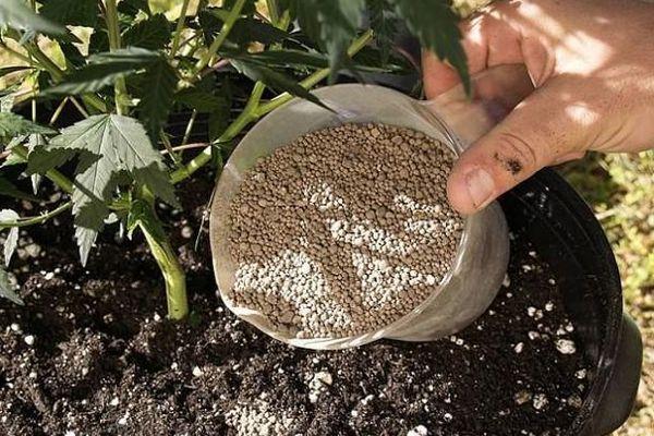 การใส่ปุ๋ยพืช