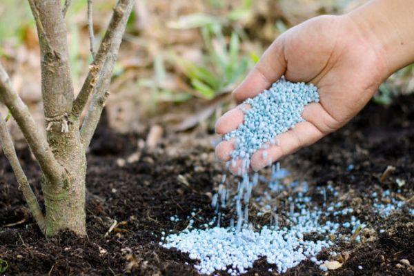 การใส่ปุ๋ยต้นไม้