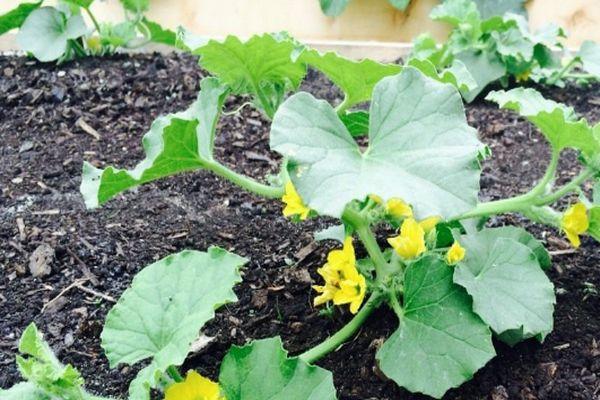 ต้นแตงโม