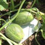 แตงโมสองลูก