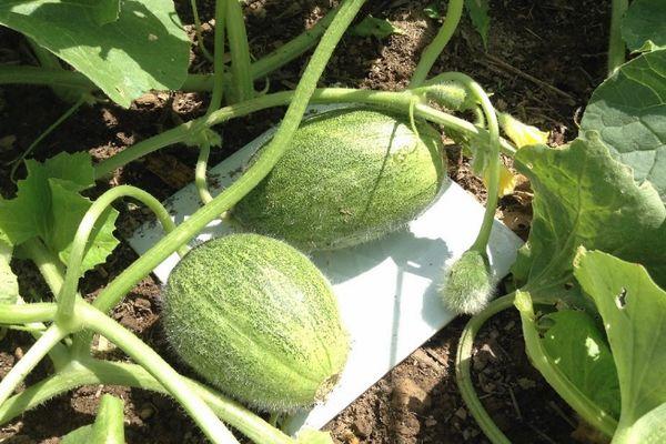 แตงโมสองลูก