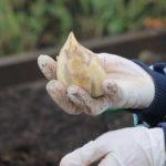 กระเทียมลูกผสม