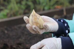 คำอธิบาย การเพาะปลูก และเทคโนโลยีการเกษตรของกระเทียมและหัวหอมพันธุ์ผสมโรคัมโบเล่