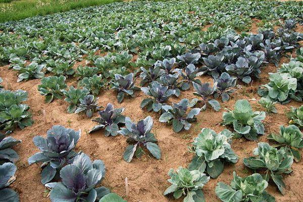 การปลูกผัก