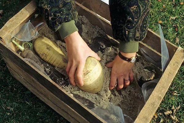 การเก็บรักษาหัวไชเท้า