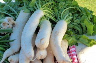 หัวไชเท้า