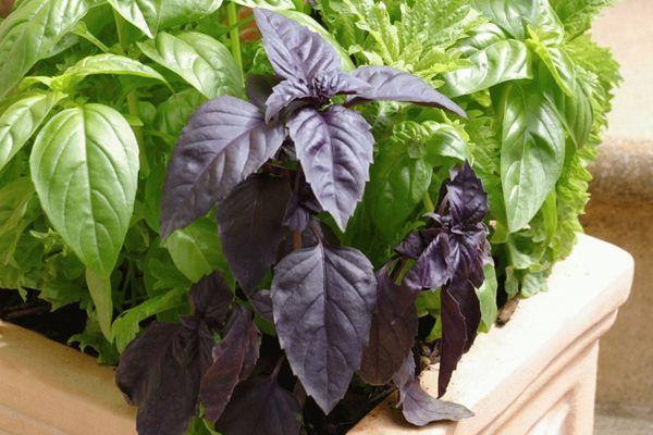 โหระพาในกระถาง