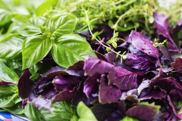 สมุนไพรโหระพา