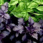 ประเภทของโหระพา