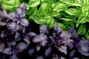 วิธีเก็บรักษาโหระพาที่บ้านสำหรับฤดูหนาวโดยใช้ตู้เย็น