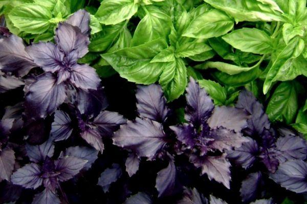 ประเภทของโหระพา