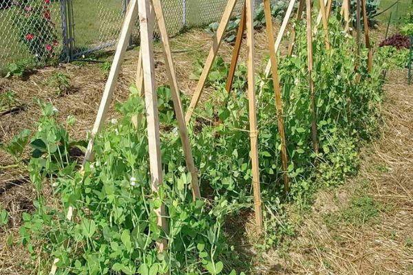 การสนับสนุนเสาหลัก