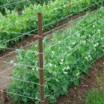 ลวดรองรับ