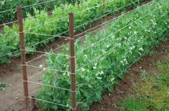 ลวดรองรับ