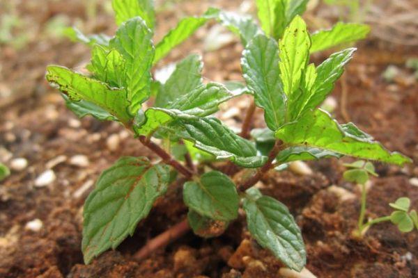 ถั่วงอกมิ้นต์