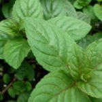 กลีบดอกมิ้นต์