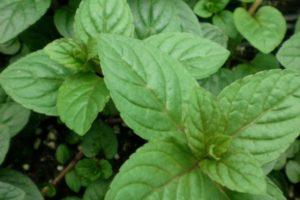 วิธีปลูกเมล็ดมิ้นต์กลางแจ้งในเดชาของคุณอย่างถูกต้อง