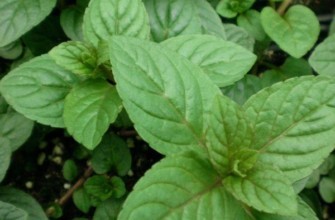 กลีบดอกมิ้นต์