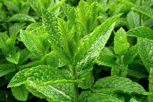 การปลูกสะระแหน่