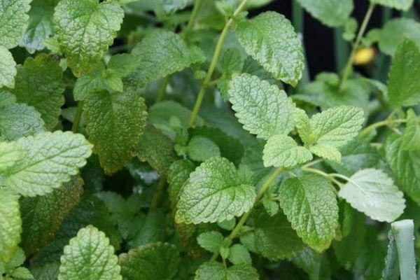 ต้นมิ้นต์