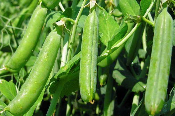 การปลูกถั่ว