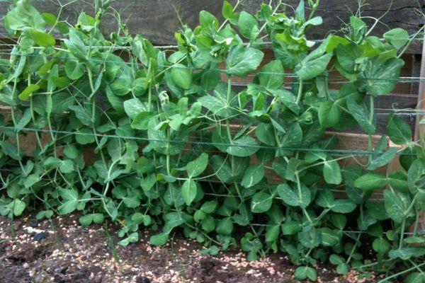 ถั่วลันเตาการ์เตอร์