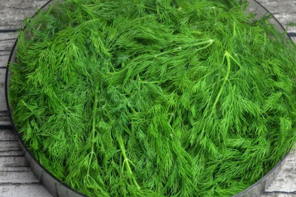 ผักชีลาวอ่อน