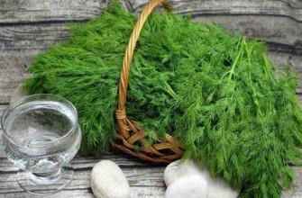 ผักชีลาวสด