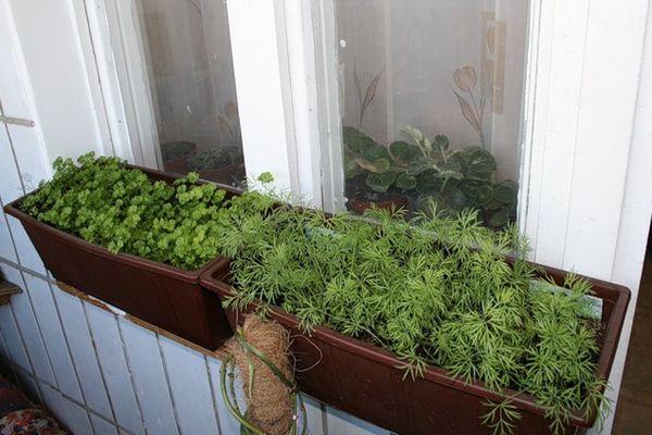 L'aneth sur le balcon