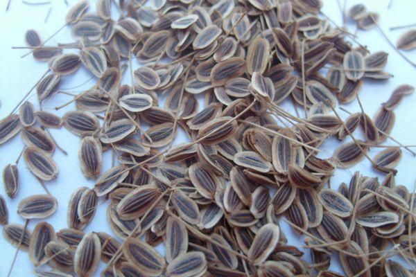 graines d'aneth