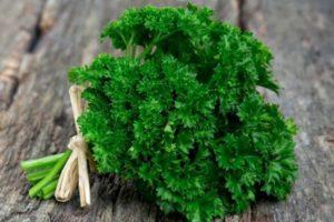 วิธีปลูกผักชีฝรั่งอย่างรวดเร็วโดยใช้วิธีไฮโดรโปนิกส์: กฎและระยะเวลา