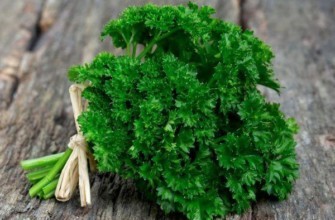 ผักชีฝรั่ง