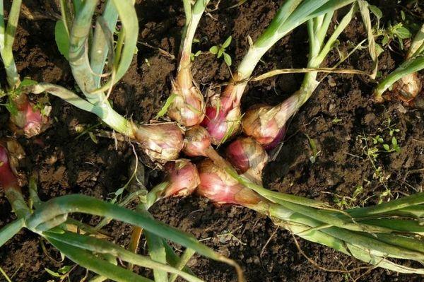 Déterrer des oignons