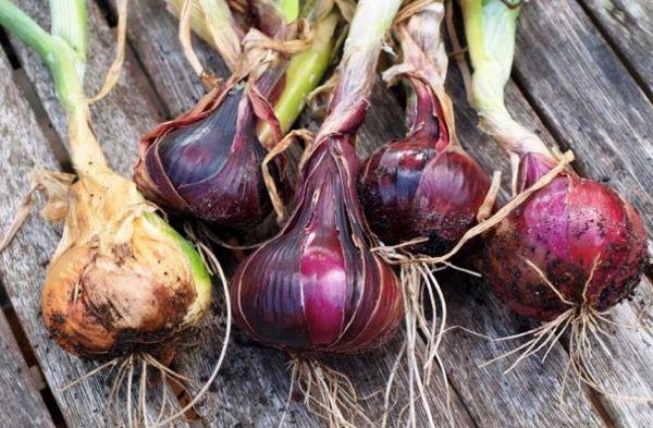 Têtes d'oignon