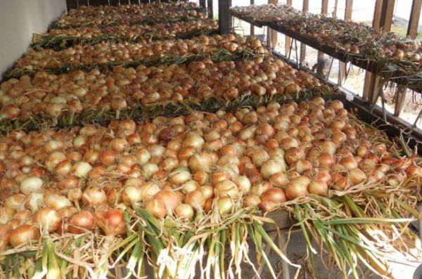 Conservation des oignons