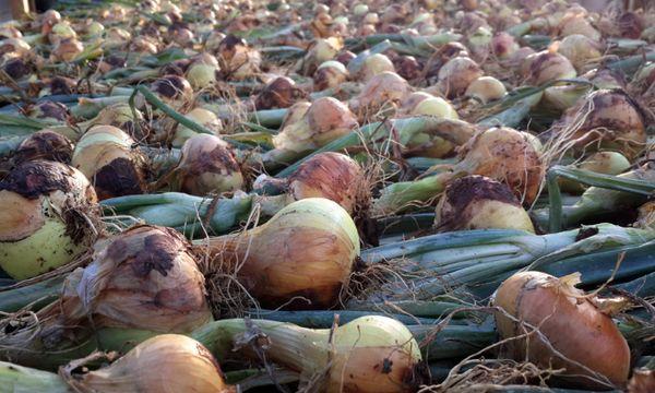 การเก็บรักษาหัวหอม