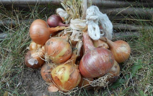 การตากหัวหอมให้แห้ง