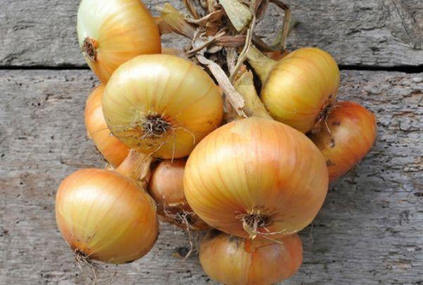 การตากหัวหอมให้แห้ง