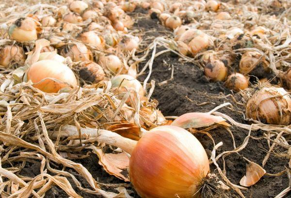 การเก็บเกี่ยวหัวหอม