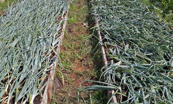 แปลงปลูกต้นหอม